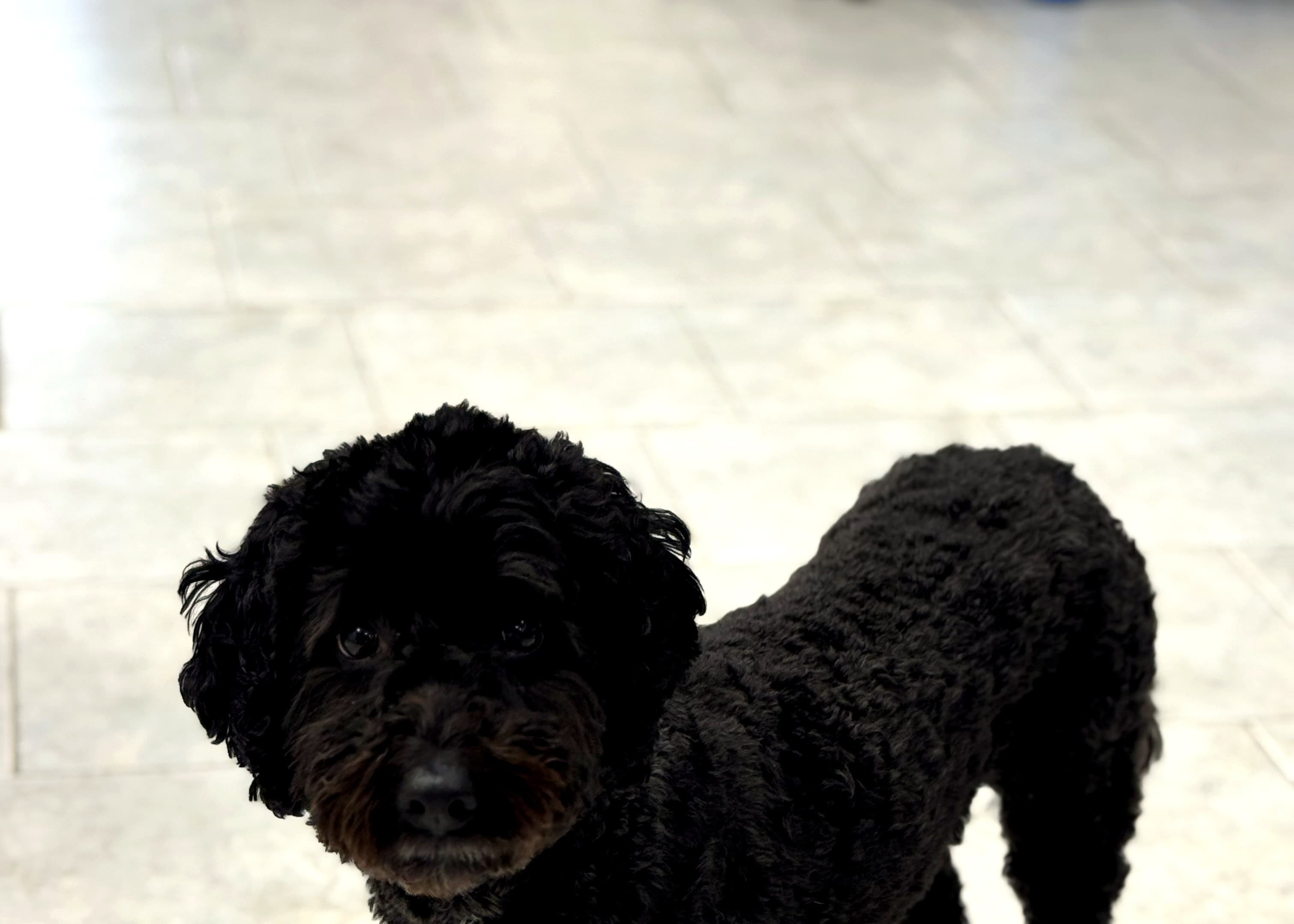 A happy dog at Nice Diggz