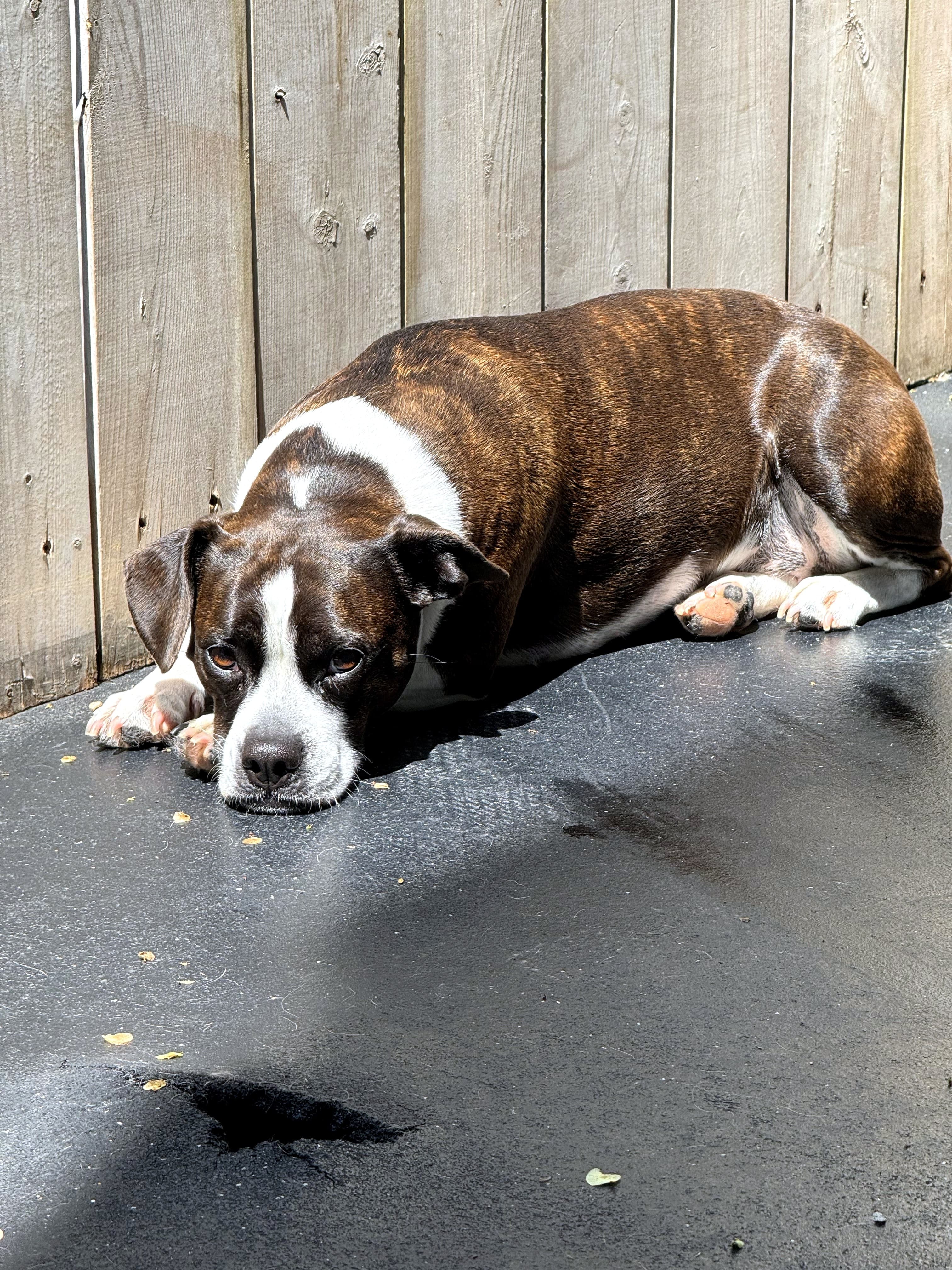 A happy dog at Nice Diggz daycare