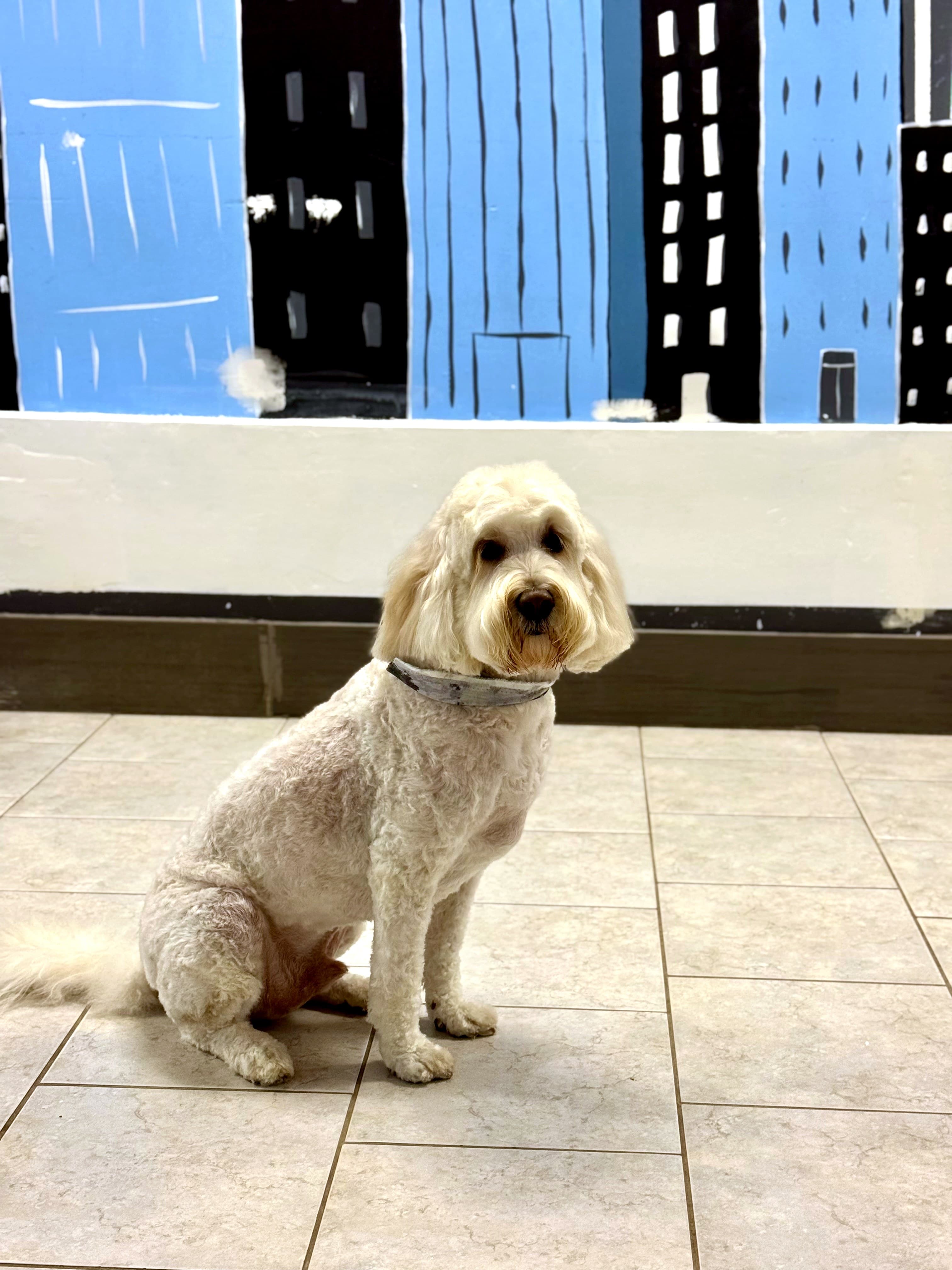 A gentle, happy dog settling in at Nice Diggz