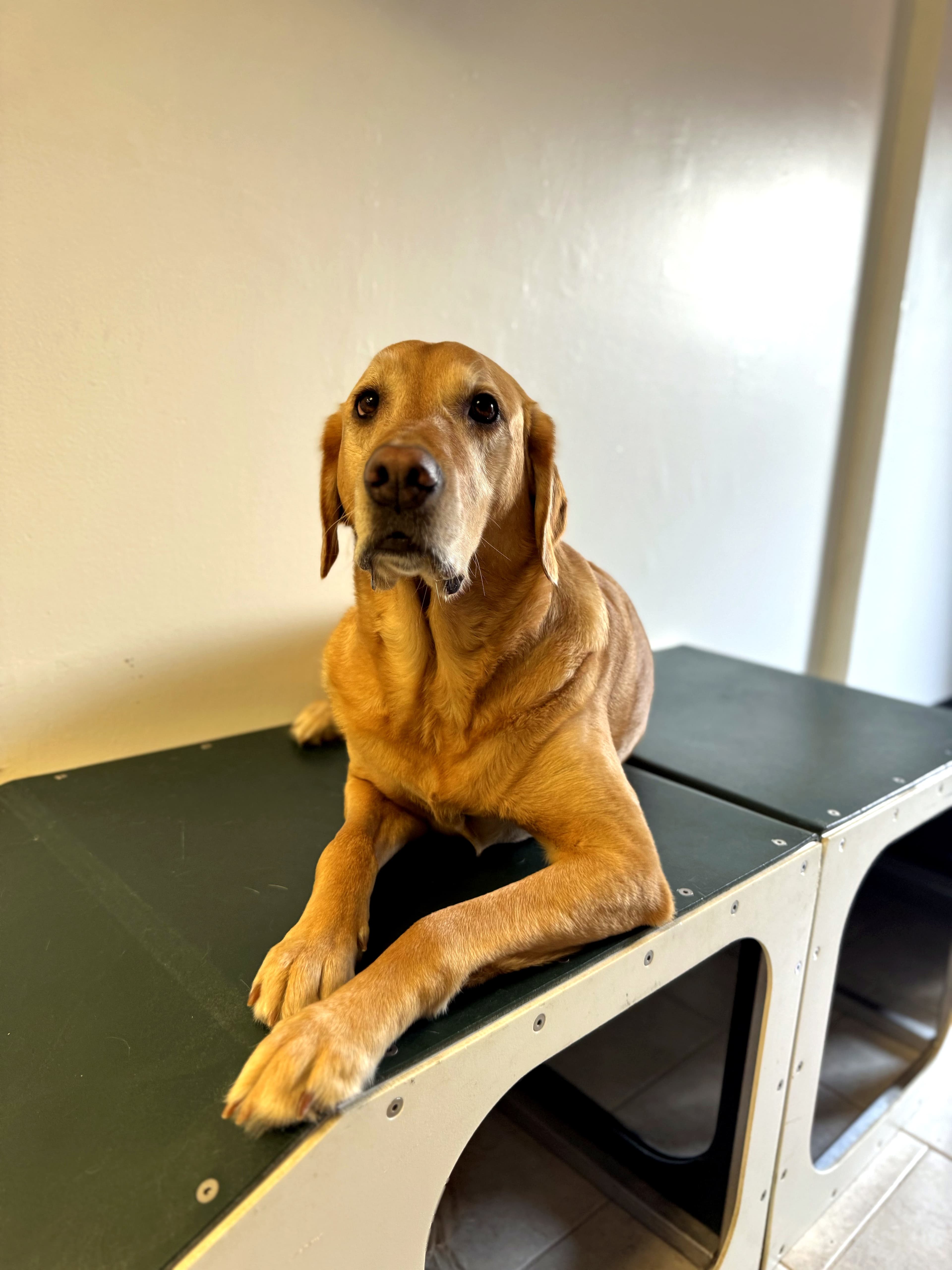 A relaxed, happy dog at home at Nice Diggz