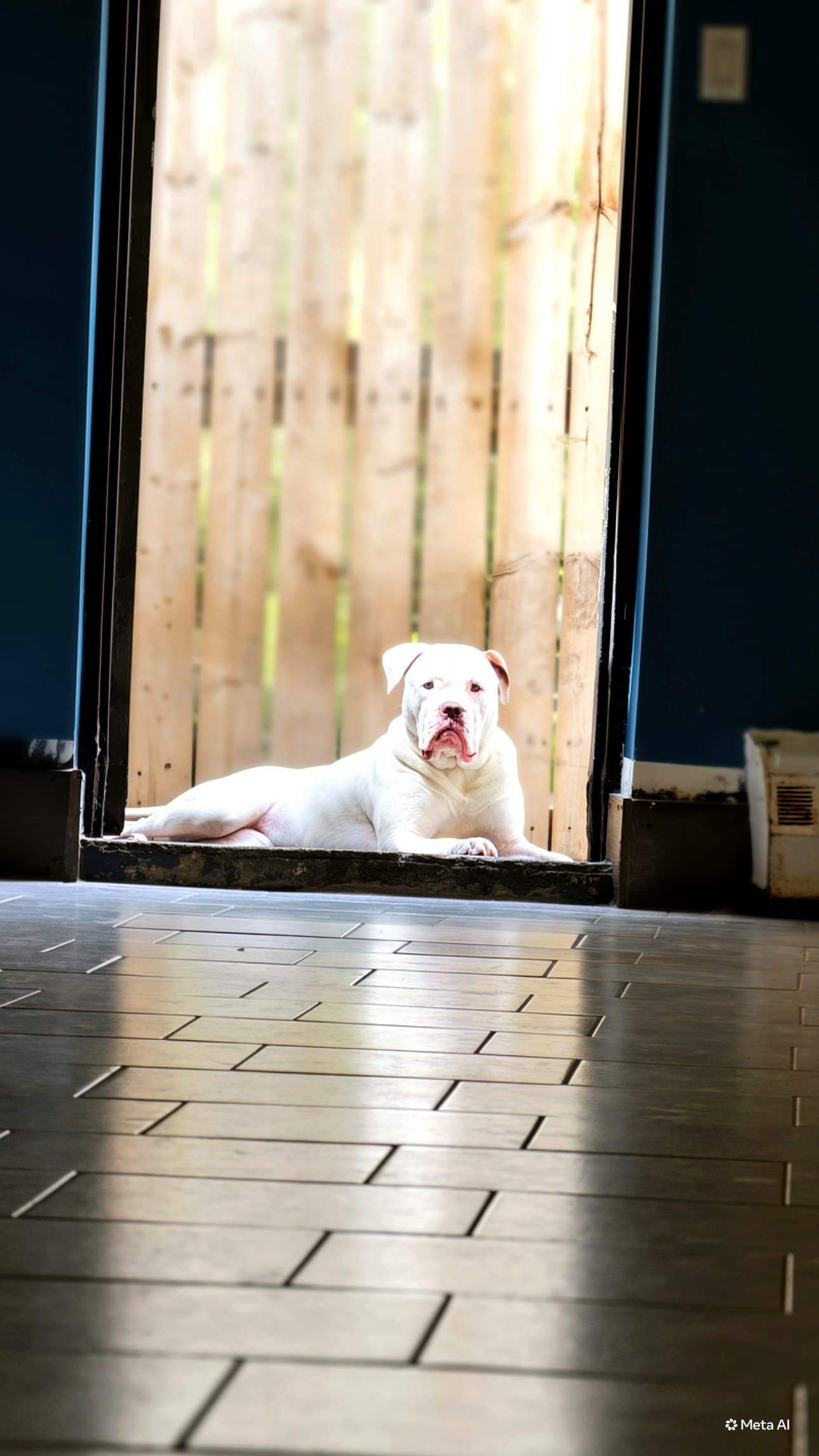 A happy dog at Nice Diggz daycare