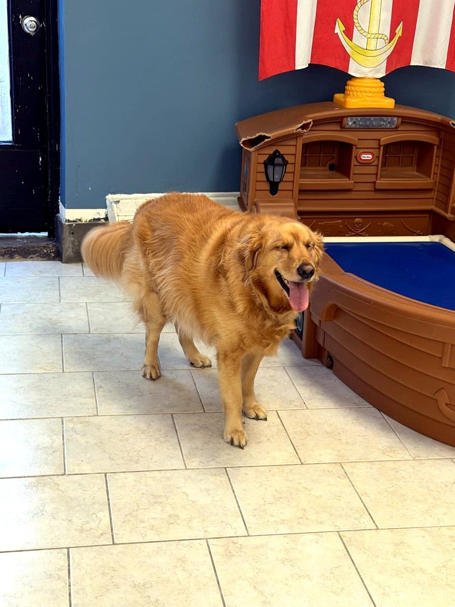 A happy, smiling golden retriever at Nice Diggz daycare