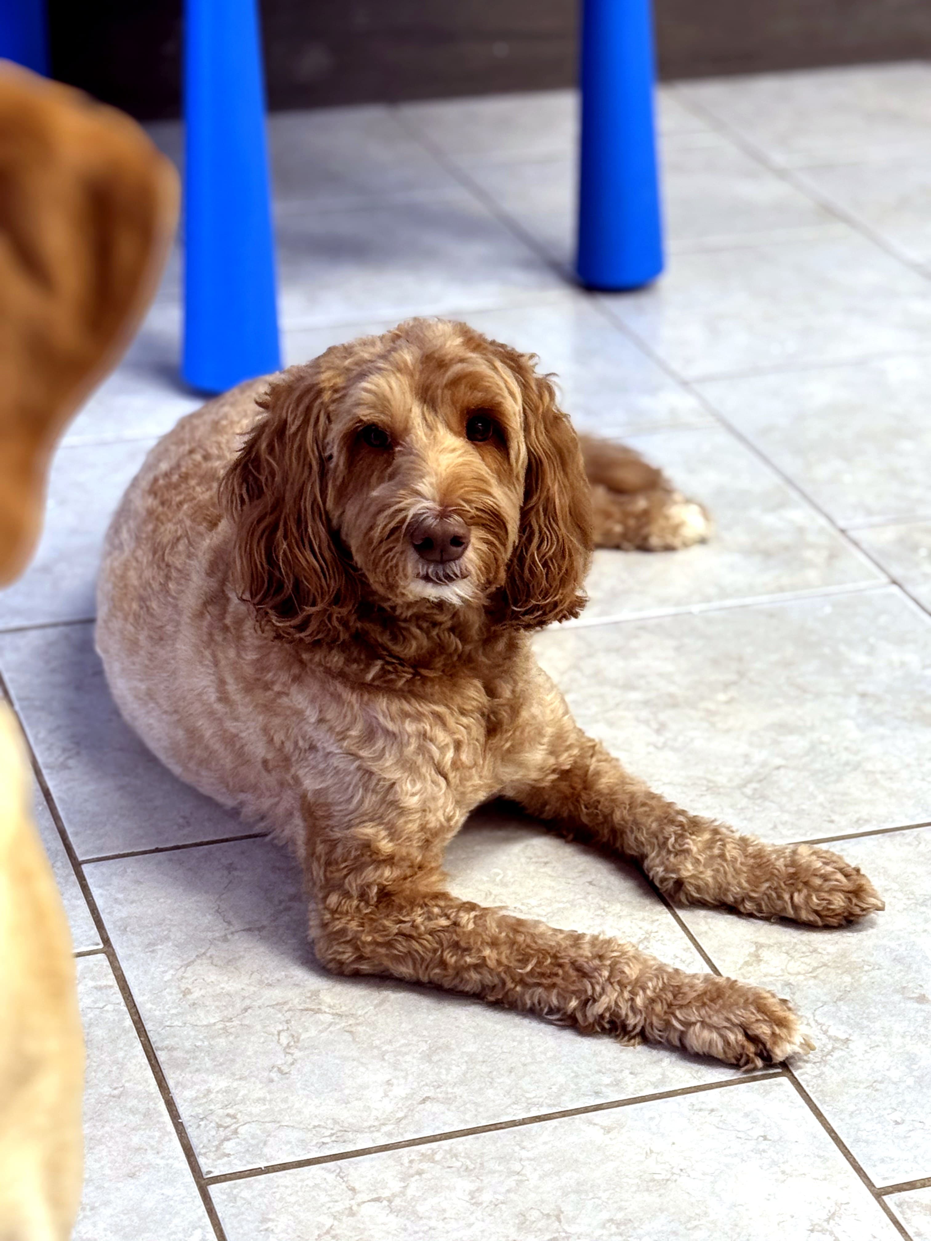 Cooper, a happy Nice Diggz pup