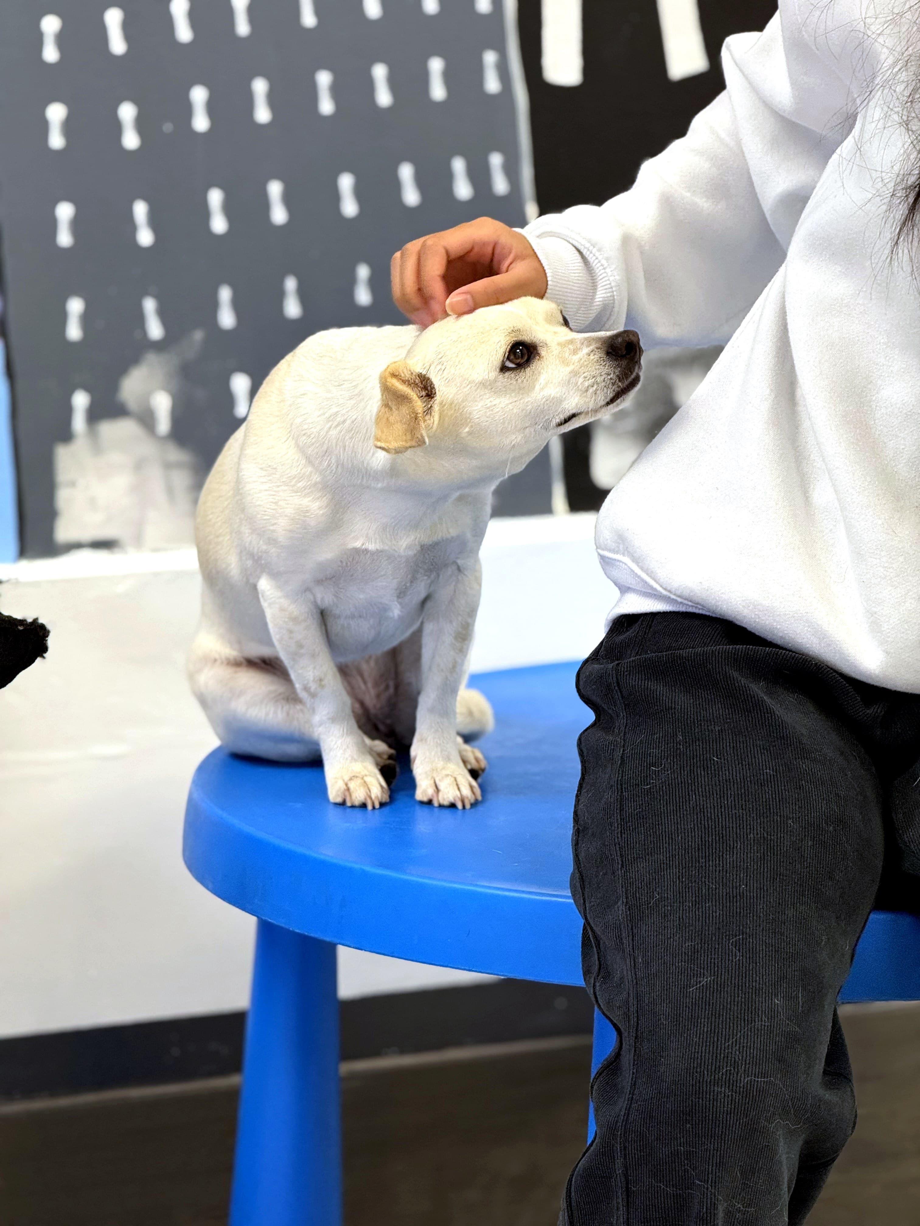 A freshly groomed dog at Nice Diggz